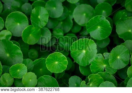 Fresh Green Leaf. Gotu Kola. Centella Asiatica. Beautiful Background Of Centella Asiatica, Herbs Hel
