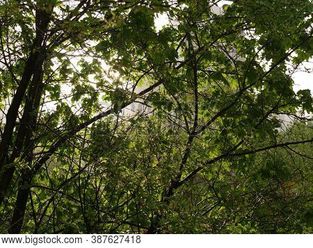 A Green Tree With Soltse Peeking Out From Behind It. Summer.