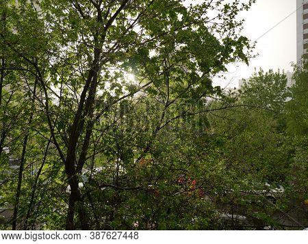 A Green Tree With Soltse Peeking Out From Behind It. Summer.