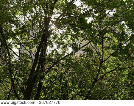 A Green Tree With Soltse Peeking Out From Behind It. Summer.