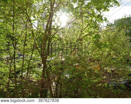 A Green Tree With Soltse Peeking Out From Behind It. Summer.