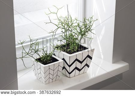 Two White Square Flower Pots With Geometric Patterns With Rhipsalis Plants Planted In Them Stand On 