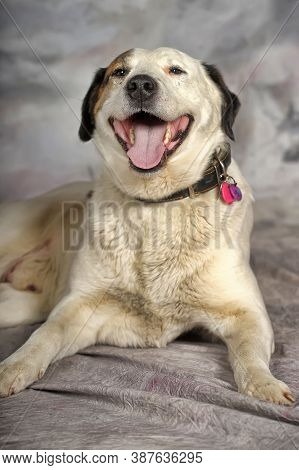 Happy Young White With Black Spots Dog Half-breed