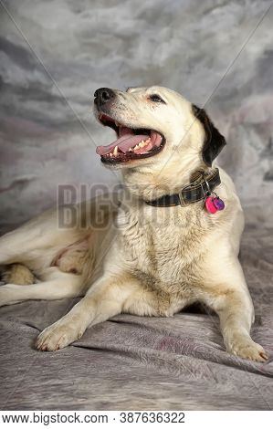 Happy Young White With Black Spots Dog Half-breed