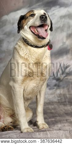 Happy Young White With Black Spots Dog Half-breed