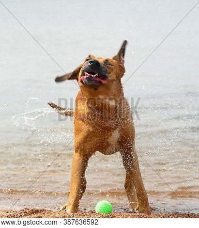 The Red Dog Shakes Off The Water