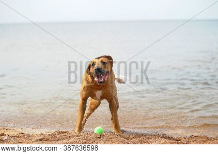 The Red Dog Shakes Off The Water