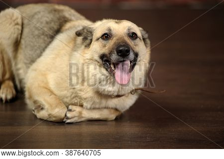 Light-colored Mongrel In The Studio With A Happy Face