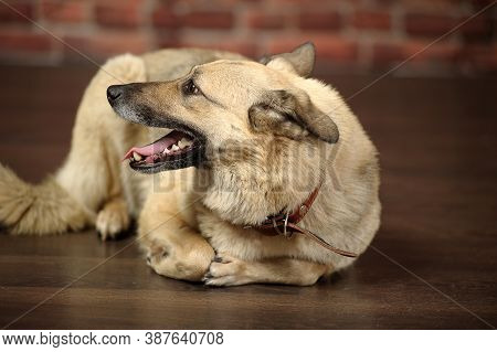 Light-colored Mongrel In The Studio With A Happy Face