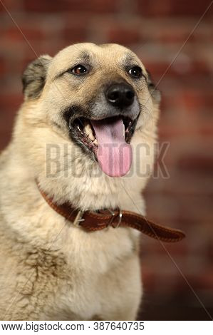 Mongrel In The Studio With A Happy Face