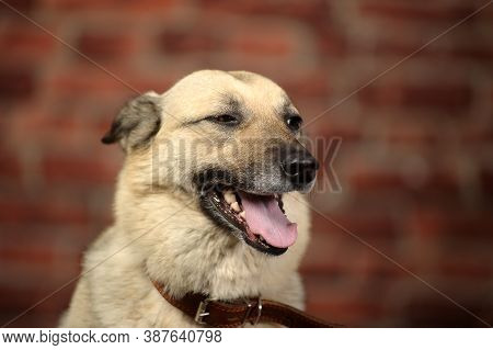Mongrel In The Studio With A Happy Face