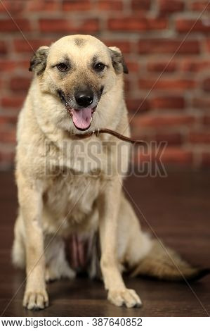 Mongrel In The Studio With A Happy Face
