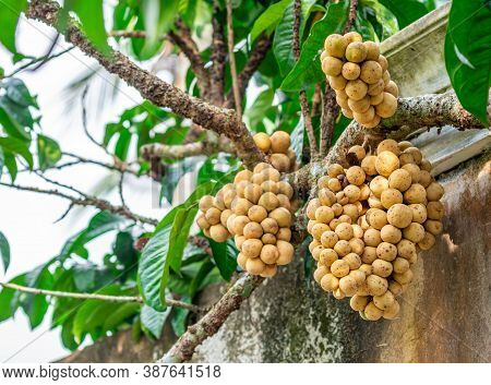 Lasium Demesticum, (name Thai Longkong) On Tree Blurred Background, Macro