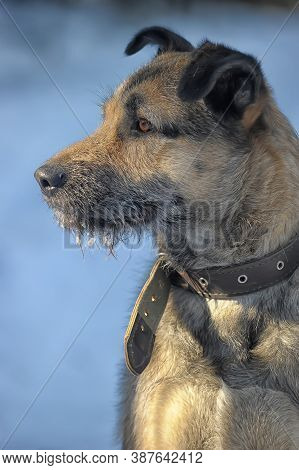 Dog Half-breed Terrier In Winter Close Up