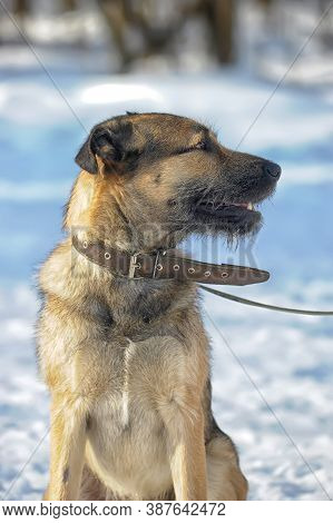Dog Half-breed Terrier In Winter  Close Up