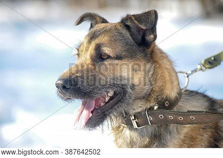 Dog Half-breed Terrier In Winter Close Up