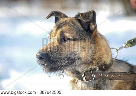 Dog Half-breed Terrier In Winter