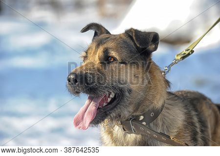 Dog Half-breed Terrier In Winter