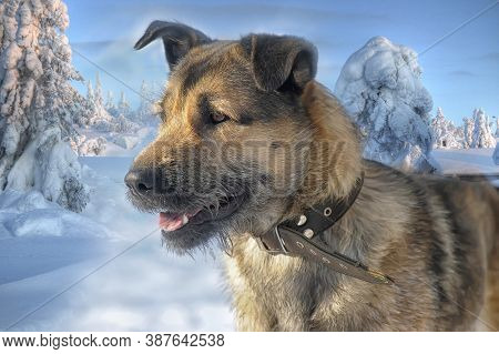 Dog Half-breed Terrier In Winter