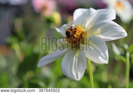 A Honey Bee Collects Nectar On A Large Flower. Autumn Graying - White Dahlia. Pollination Of Flowers