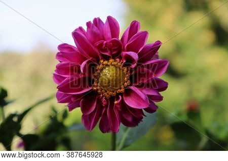 The Beautiful Pink Dahlia Is A Garden Flower. Autumn Flowers. Macro. High Quality Photo
