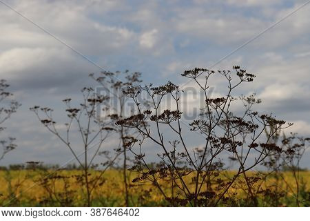 The Seeds Of The Umbrella Plant - Hemlock. Poisonous And Medicinal Plant. Autumn Landscape - Plants,