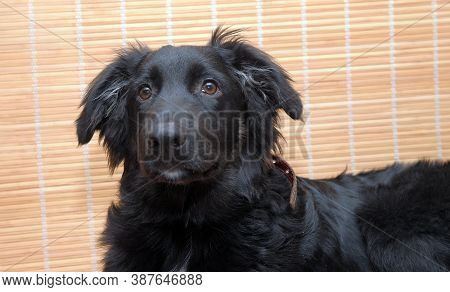 Beautiful Young Black Dog Portrait Можно попросить репосты где угодно? Это мы сегодня во дворе своем