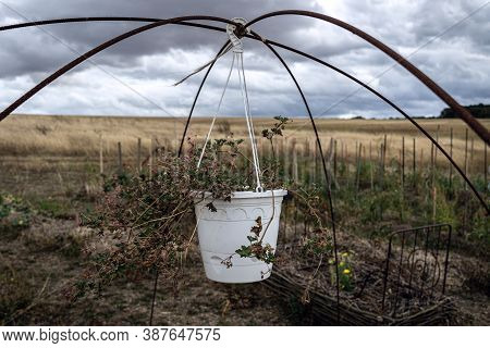 Hanging Flower Pot In Front Of Golden Fields In French Permaculture Garden