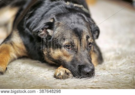 An Elderly Sad Dog Alone