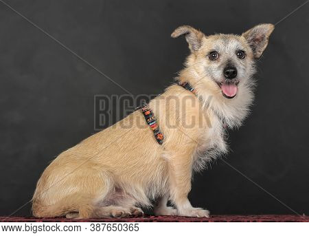 Small Mongrel Terrier On A Dark Background