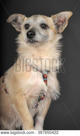 Small Mongrel Terrier On A Dark Background