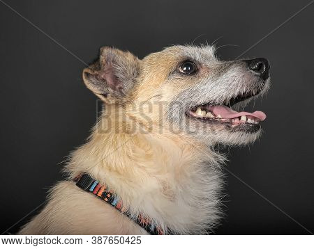 Small Mongrel Terrier On A Dark Background