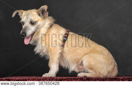 Small Mongrel Terrier On A Dark Background
