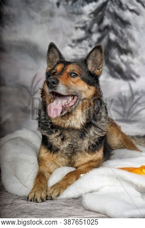 Half-breed Shepherd Dog On A Winter Background