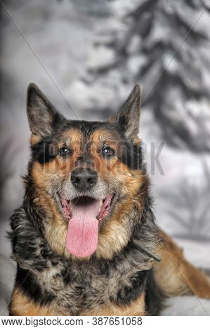 Half-breed Shepherd Dog On A Winter Background
