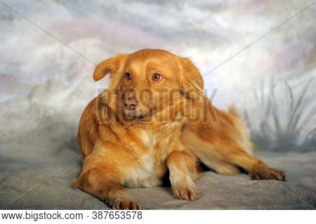 Beautiful Little Red Dog Mongrel On A Light Background