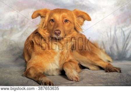 Beautiful Little Red Dog Mongrel On A Light Background