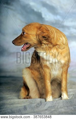 Beautiful Little Red Dog Mongrel On A Light Background