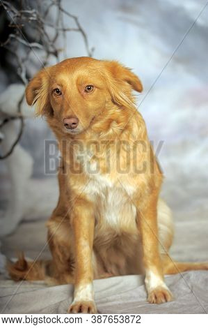 Beautiful Little Red Dog Mongrel On A Light Background