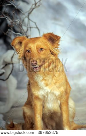 Beautiful Little Red Dog Mongrel On A Light Background
