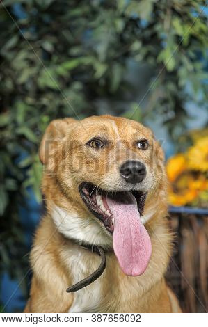 Outbred Happy Brown Dog On Green Grass
