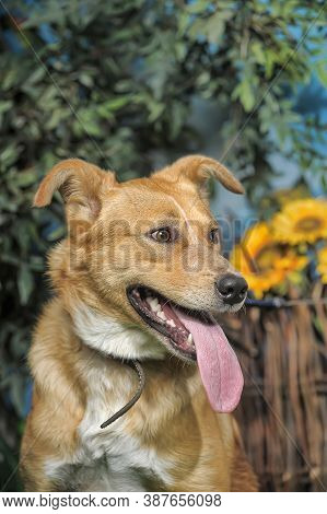 Outbred Happy Brown Dog On Green Grass