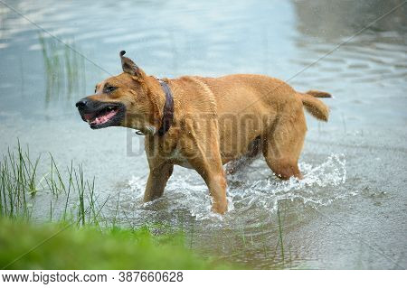 The Dog  Shaken In The Water