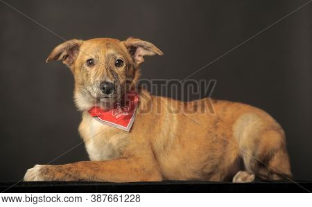 Red Puppy In Studio On A Dark Background