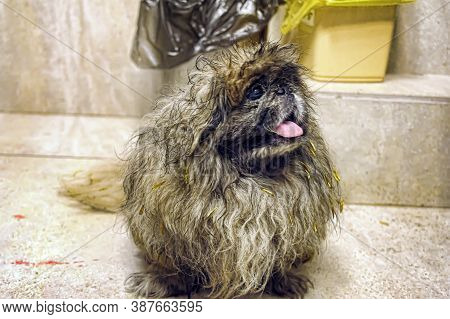 An Old Pekingese Found Homeless With A Festering Eye
