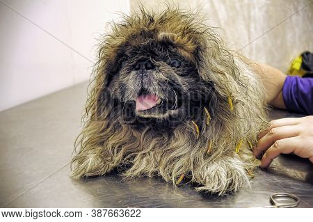 An Old Pekingese Found Homeless With A Festering Eye