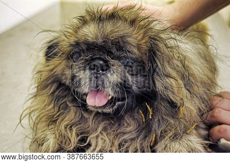 An Old Pekingese Found Homeless With A Festering Eye On A Vet In The Shelter