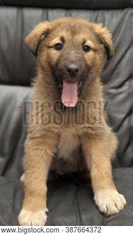 Mongrel Puppy On A Dark Background