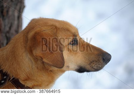 Brown Pooch In The Winter