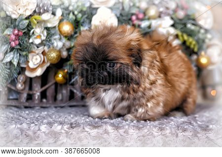 Cute Little Pekingese Puppy